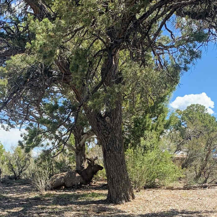 Near Horseshoe Mesa Loop