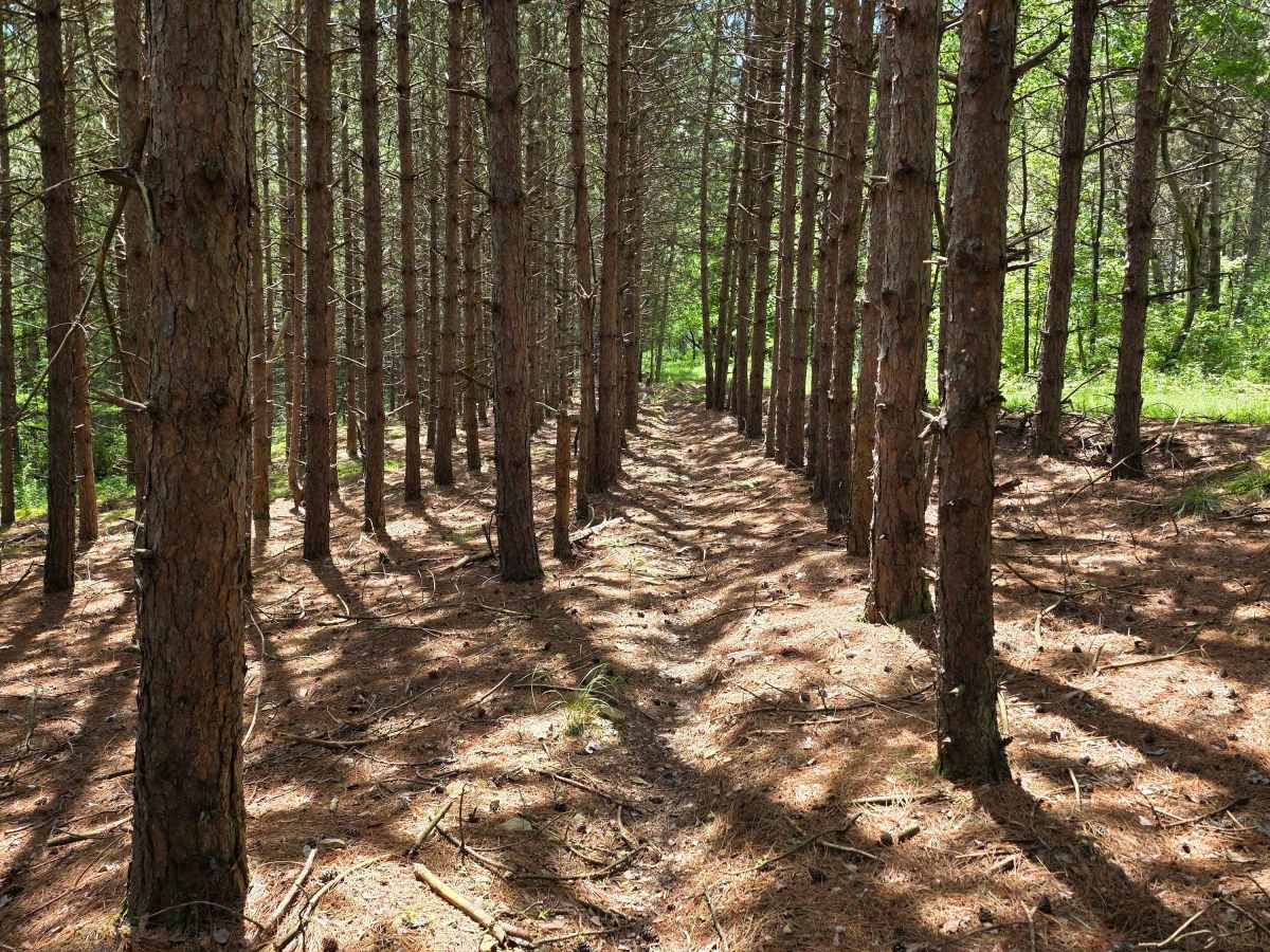 Single Track DD photo 5