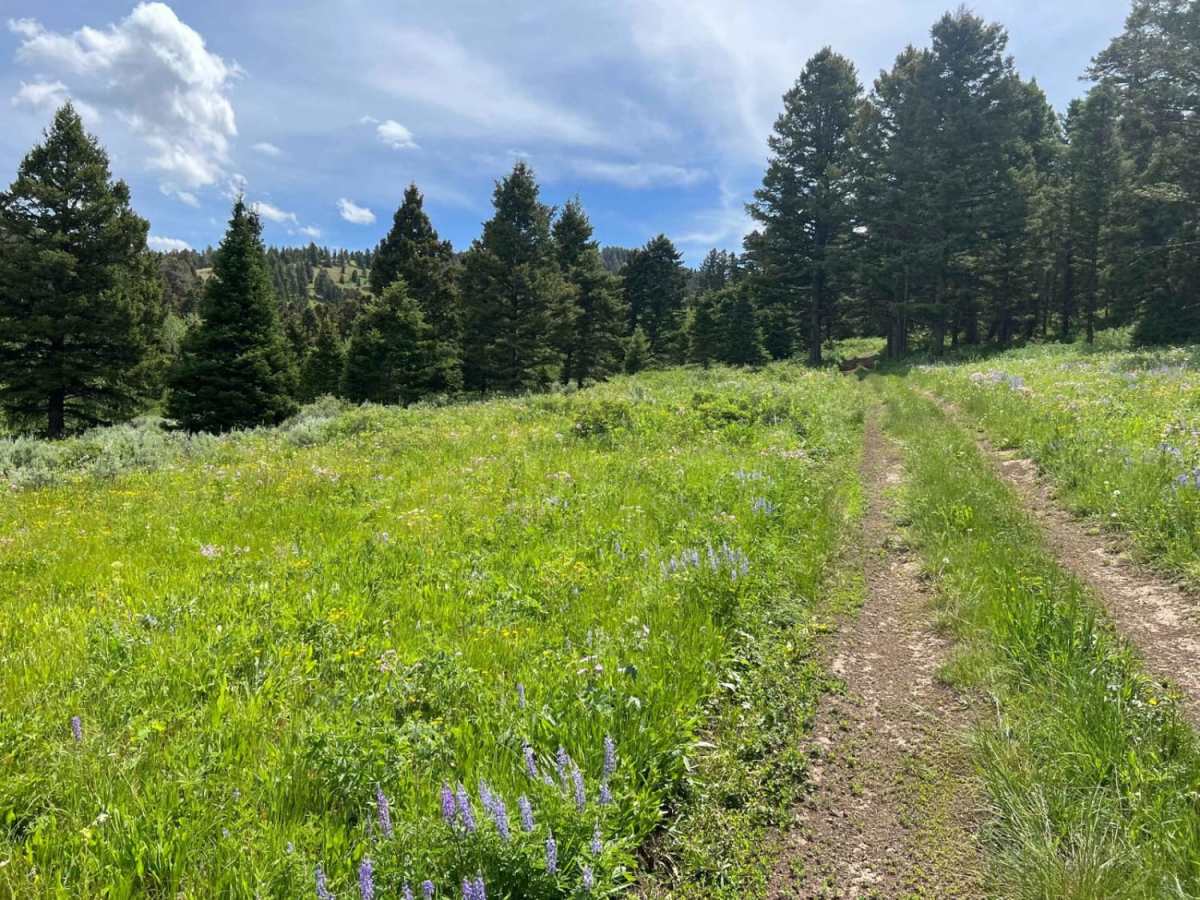 Lone Tree Pass-Deer Mountain Road photo 4