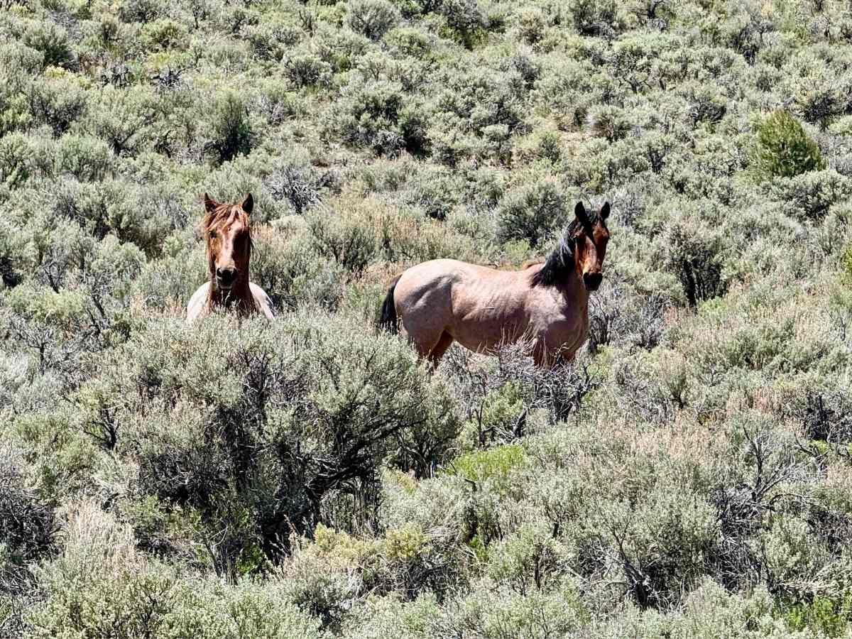  Brock Canyon - FS 43292 photo 2