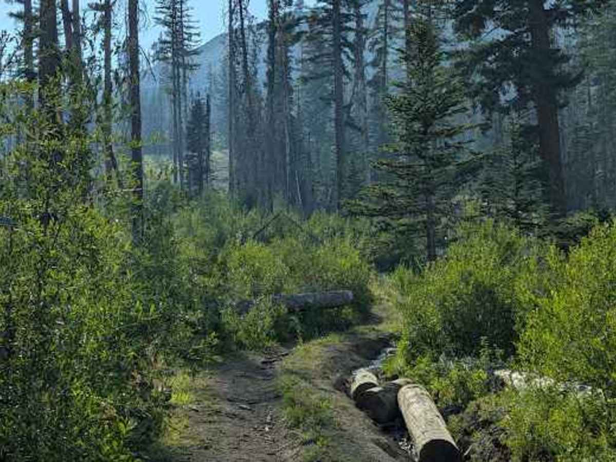 Nealy Creek - FS 4W315 trail photo