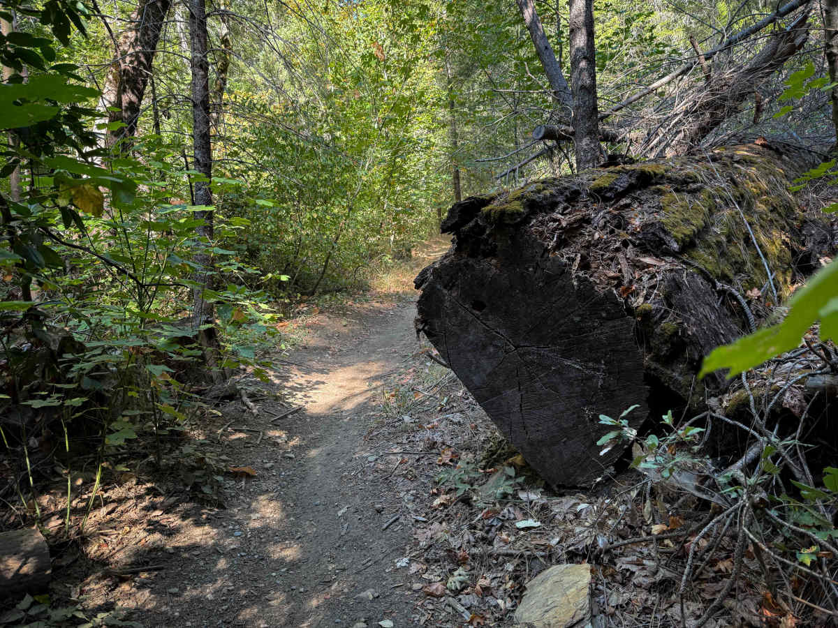 Trail 8 (11E24)  photo 5
