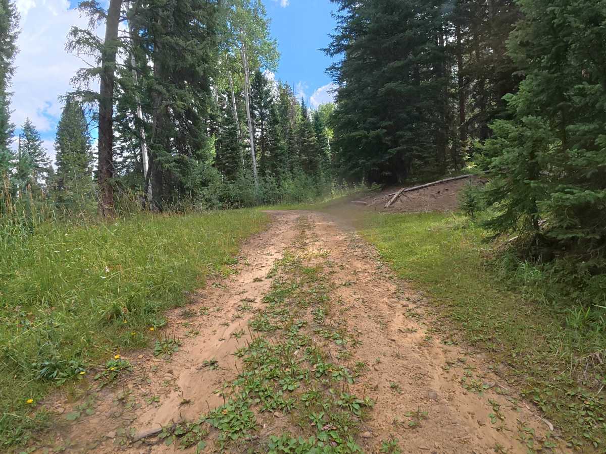 Bear Gulch Road - FS 210 photo 3