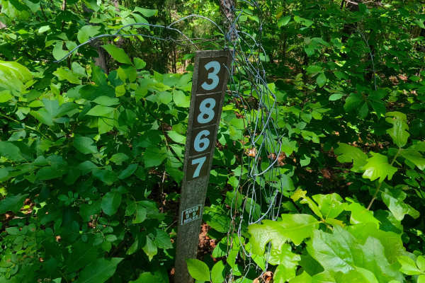 Ants - FS 3867