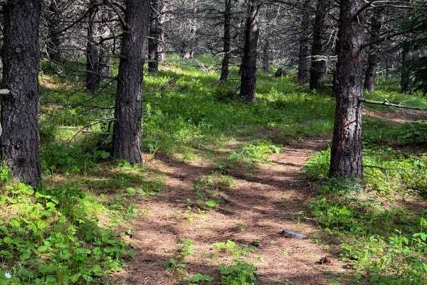 Round About - Trail 406