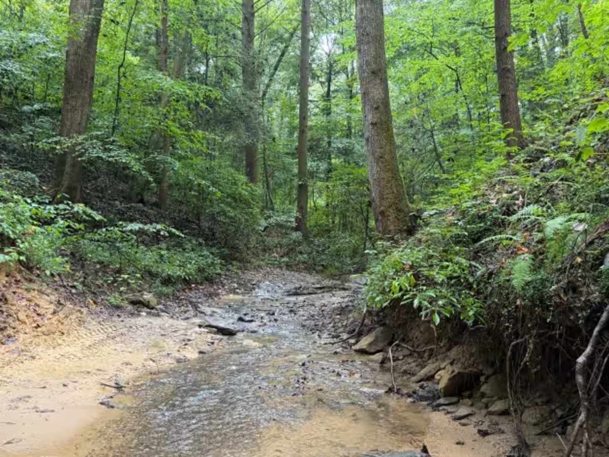 Hillbilly Holler photo 6