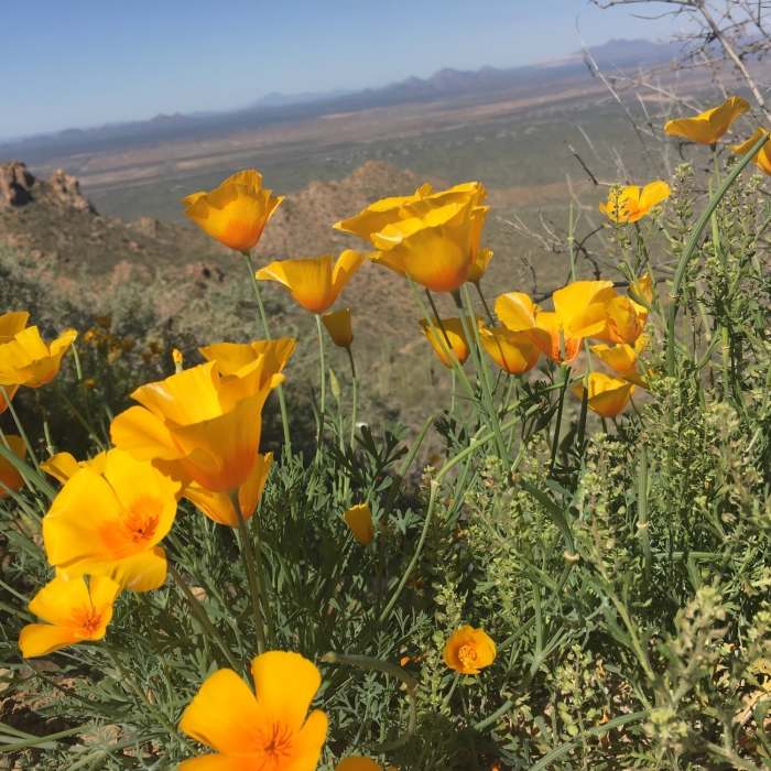 California poppies. EVERYWHERE! Near Hugh Norris Trail