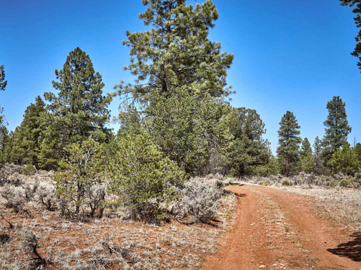 Forest Road 2619 photo 3