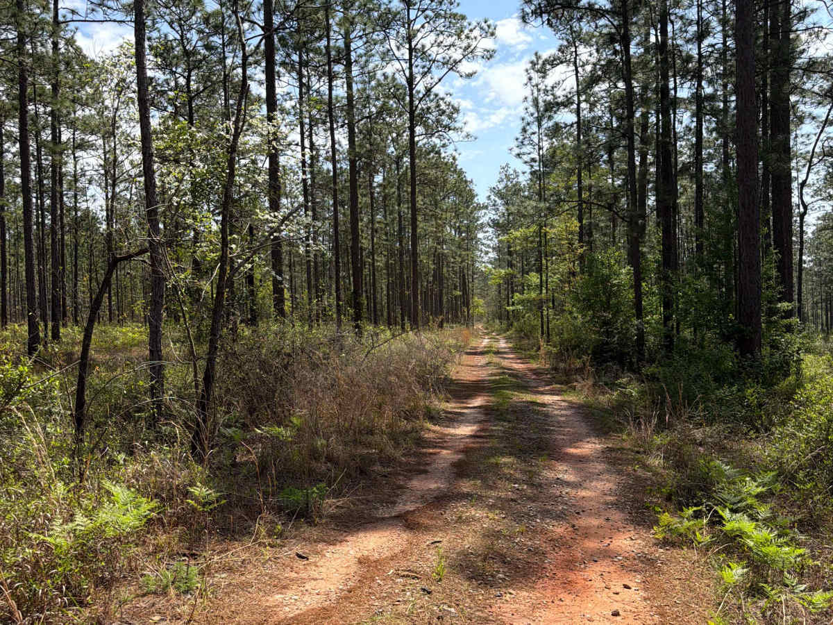 S 17 trail photo