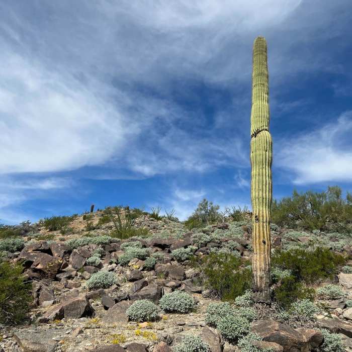 Near Turnbuckle Trail