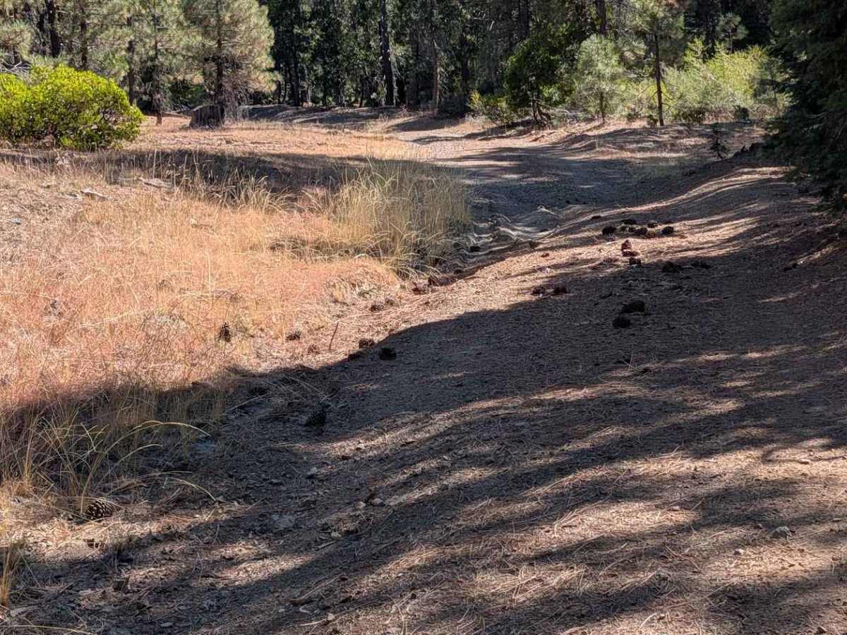 Dubit Kelly Road - FS 29N55 trail photo
