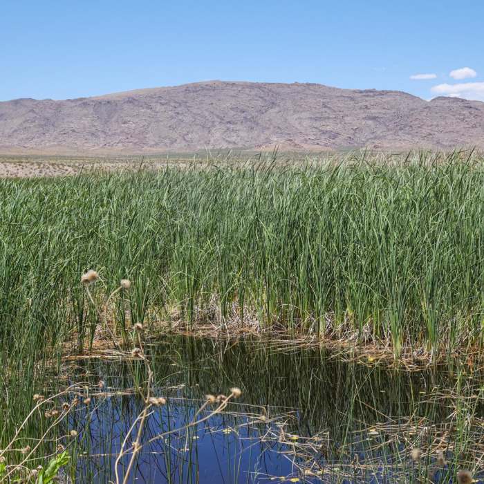 Near Middle Marsh Dike Trail Near Middle Marsh Dike Trail