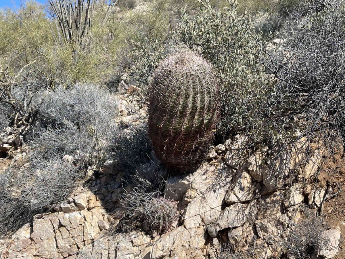 Box Canyon Access Trail photo 6