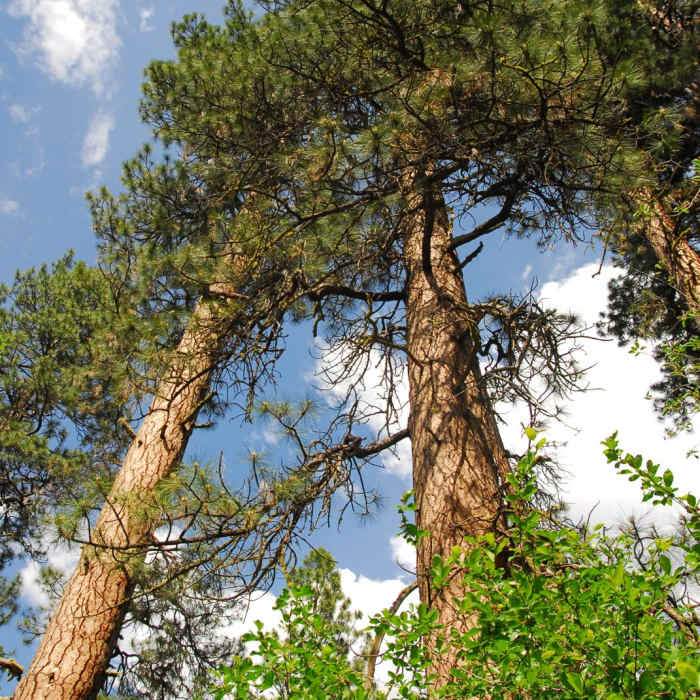 Near Metolius River Trail