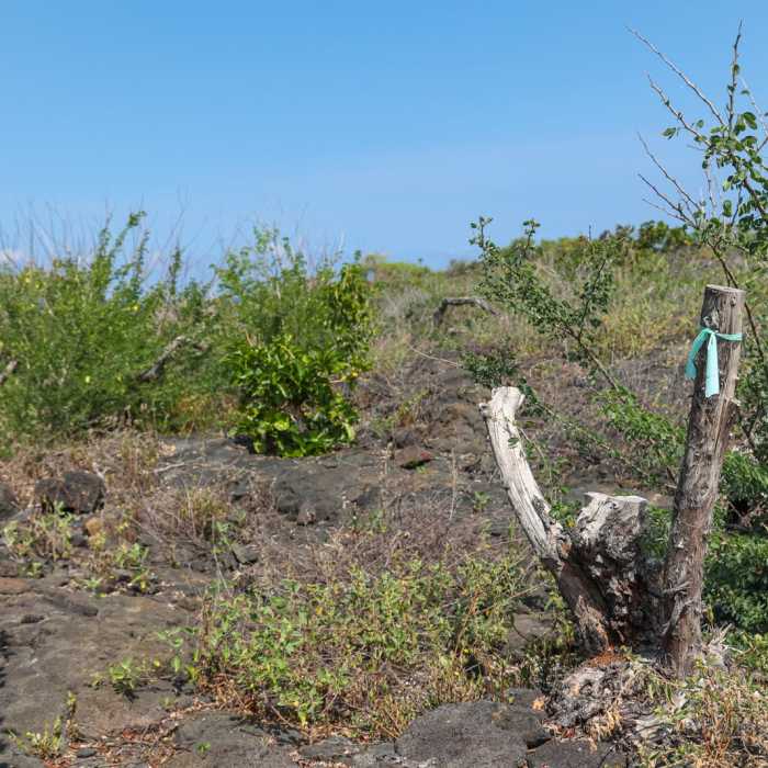 Near Pehehoni Point Near Pehehoni Point