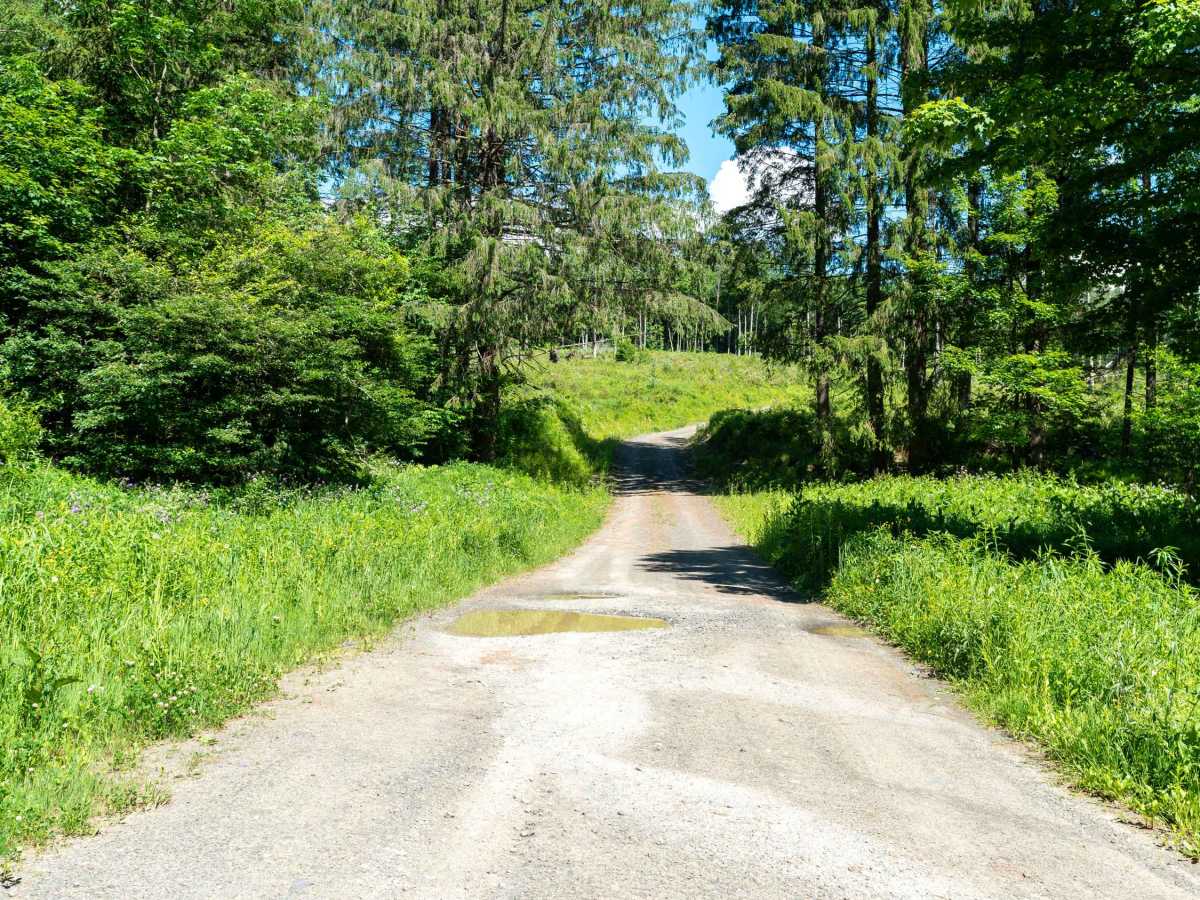 Chickadee Howl Road photo 2