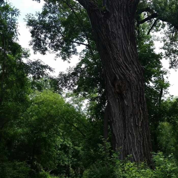 Walking next to large tree on the Eagle Point Lake Loop Near Red Trail