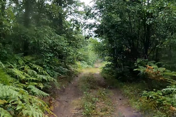 Scratchy Trail