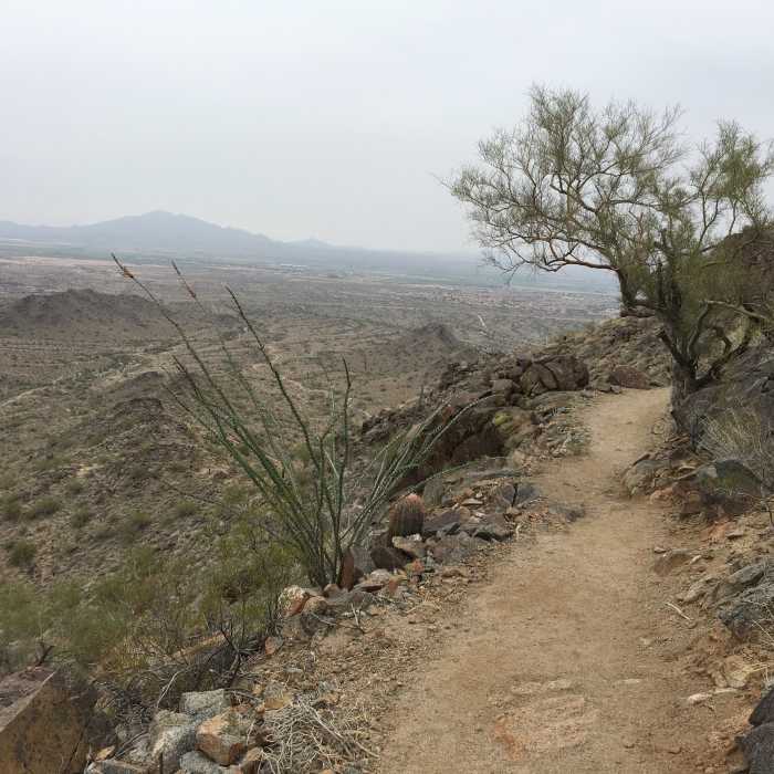 Trees and cacti give this trail some character Near Skyline Circumference Trail