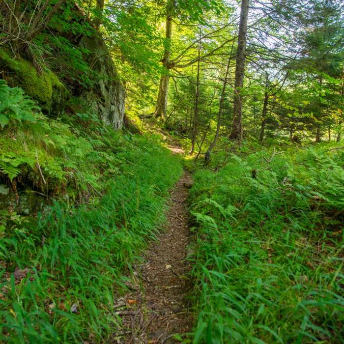 Near Rainbow Falls on the Adirondack Mountain Reserve Near Rainbow Falls on the Adirondack Mountain Reserve