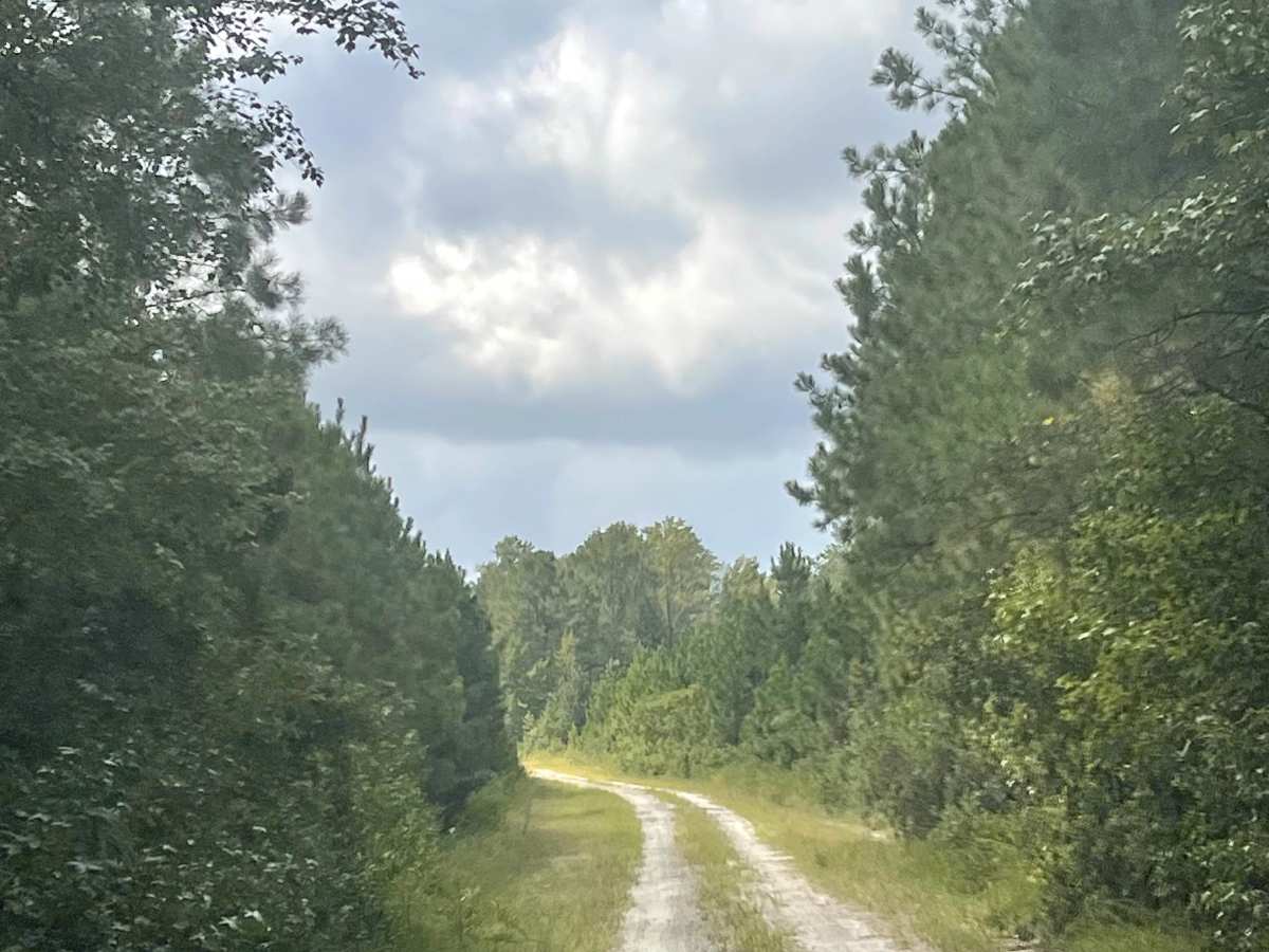 Timber Road photo 4