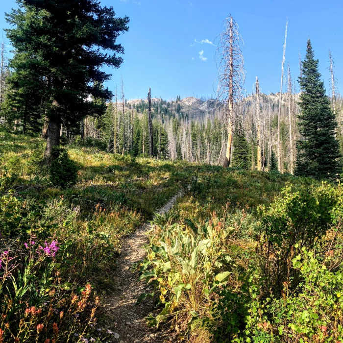 Near Iron Creek to Grandjean