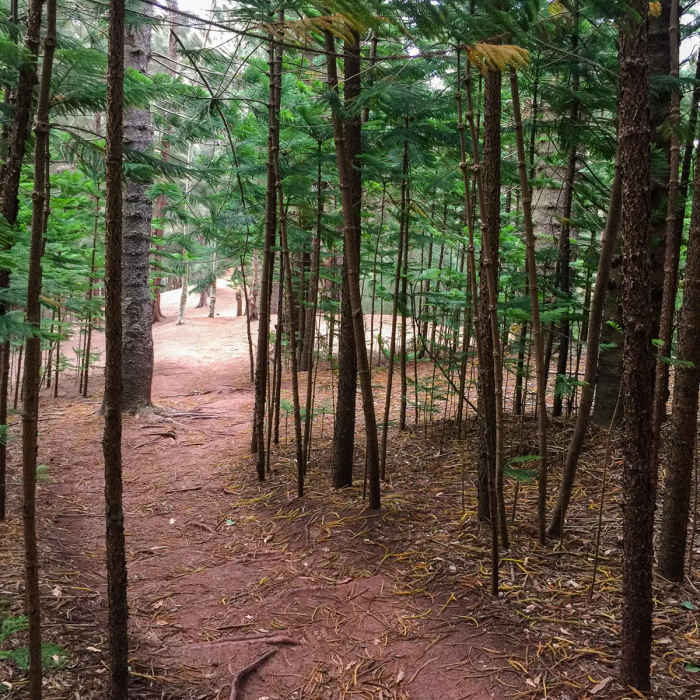Near Kuli'ou'ou Ridge Near Kuli'ou'ou Ridge