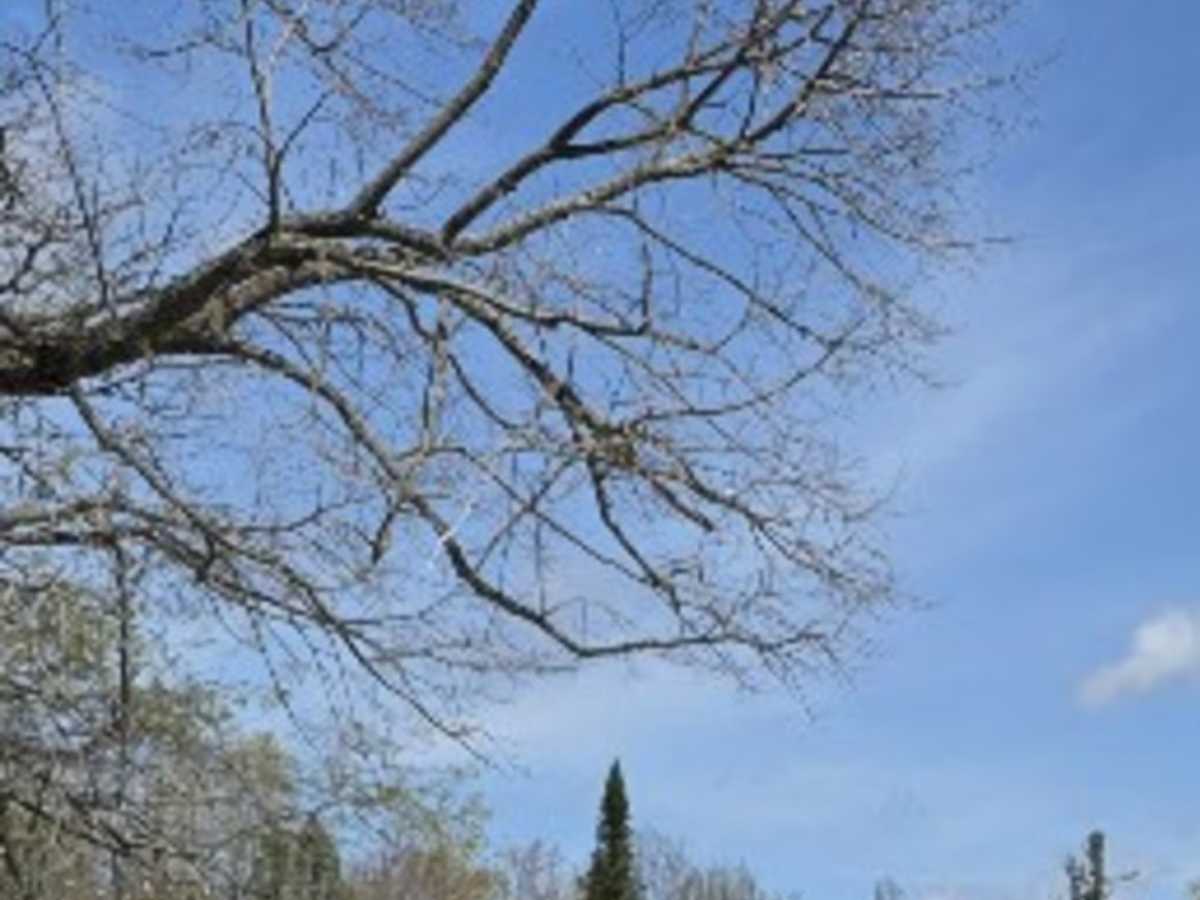 Howard Road trail photo
