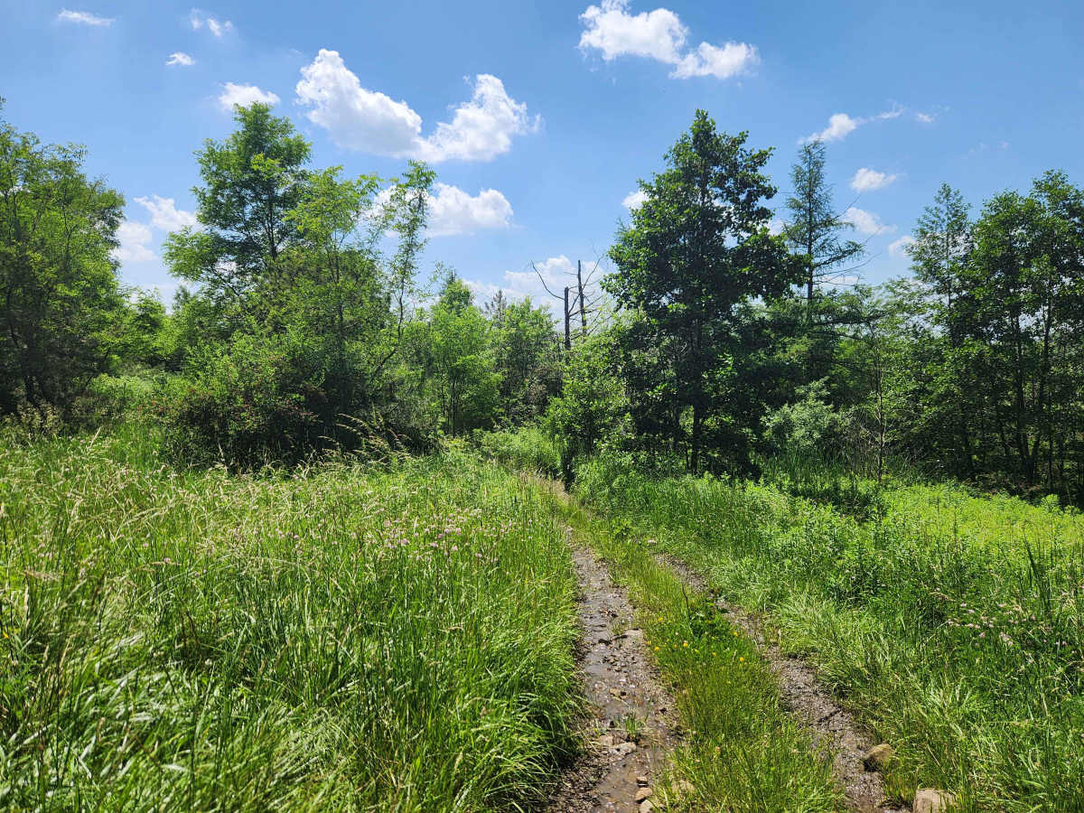 Trail 8C - Rock Run Recreation Area trail photo