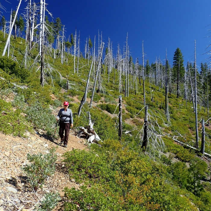 Near Silver Peak - Hobson Horn Trail #1166