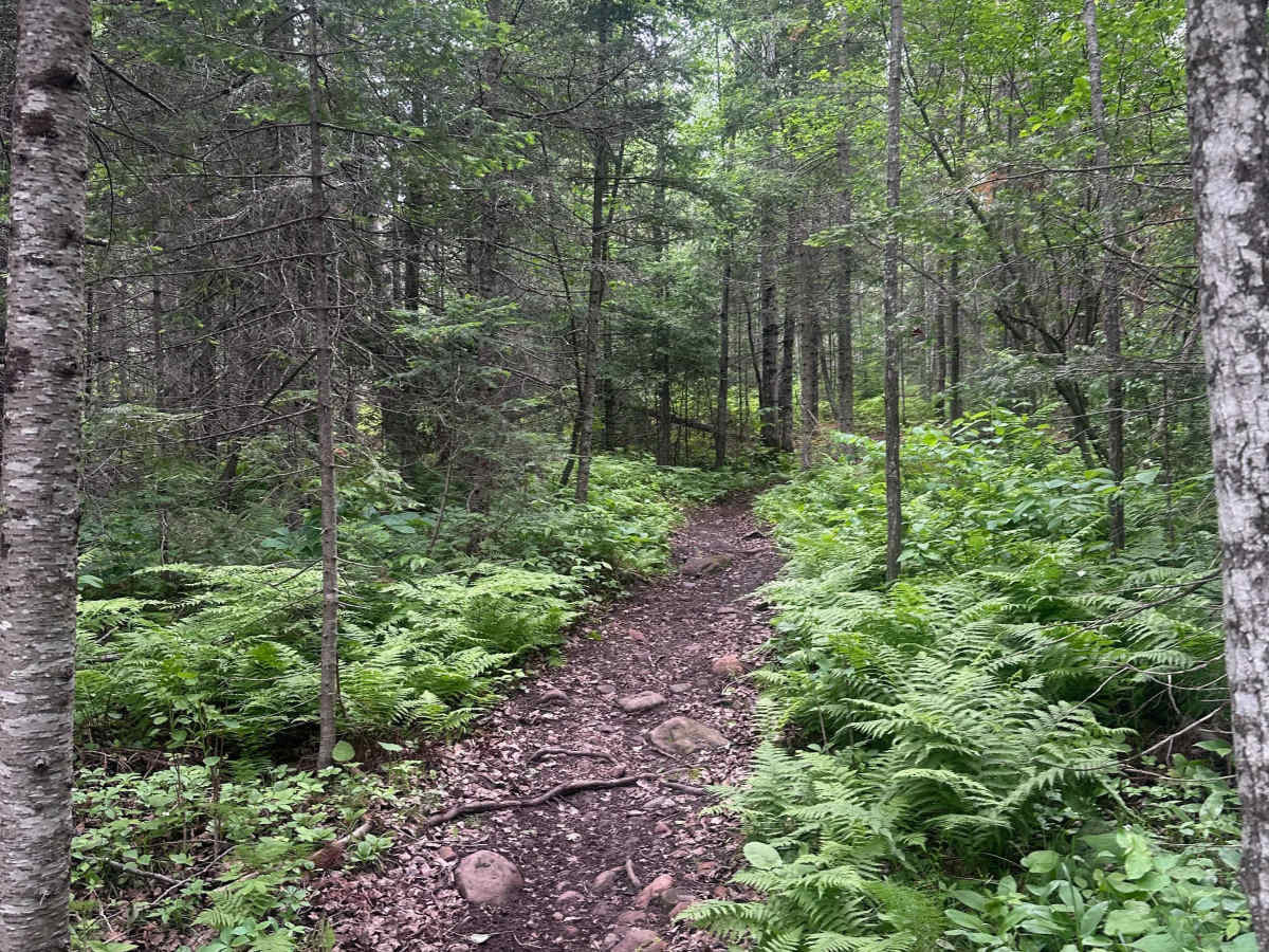Alger Grade - Trail 1 photo 4