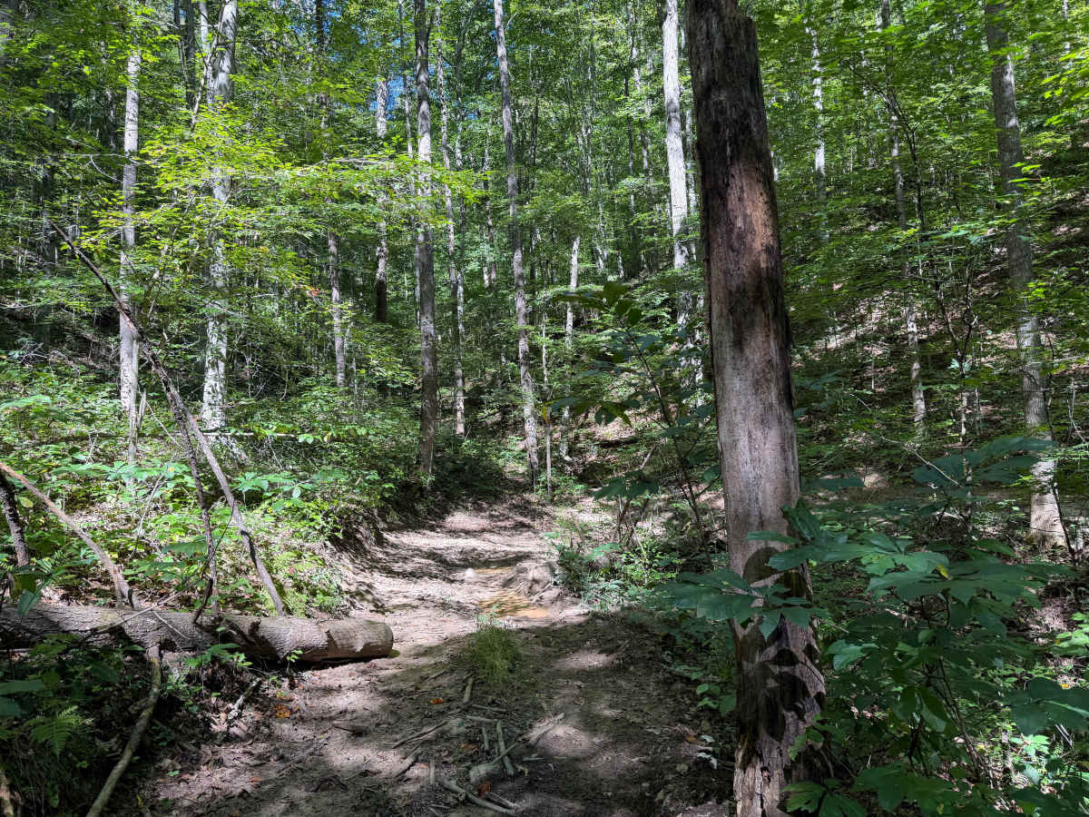 63 photo 2