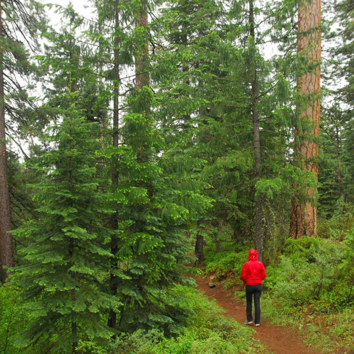 Near McCloud River Three Falls Hike