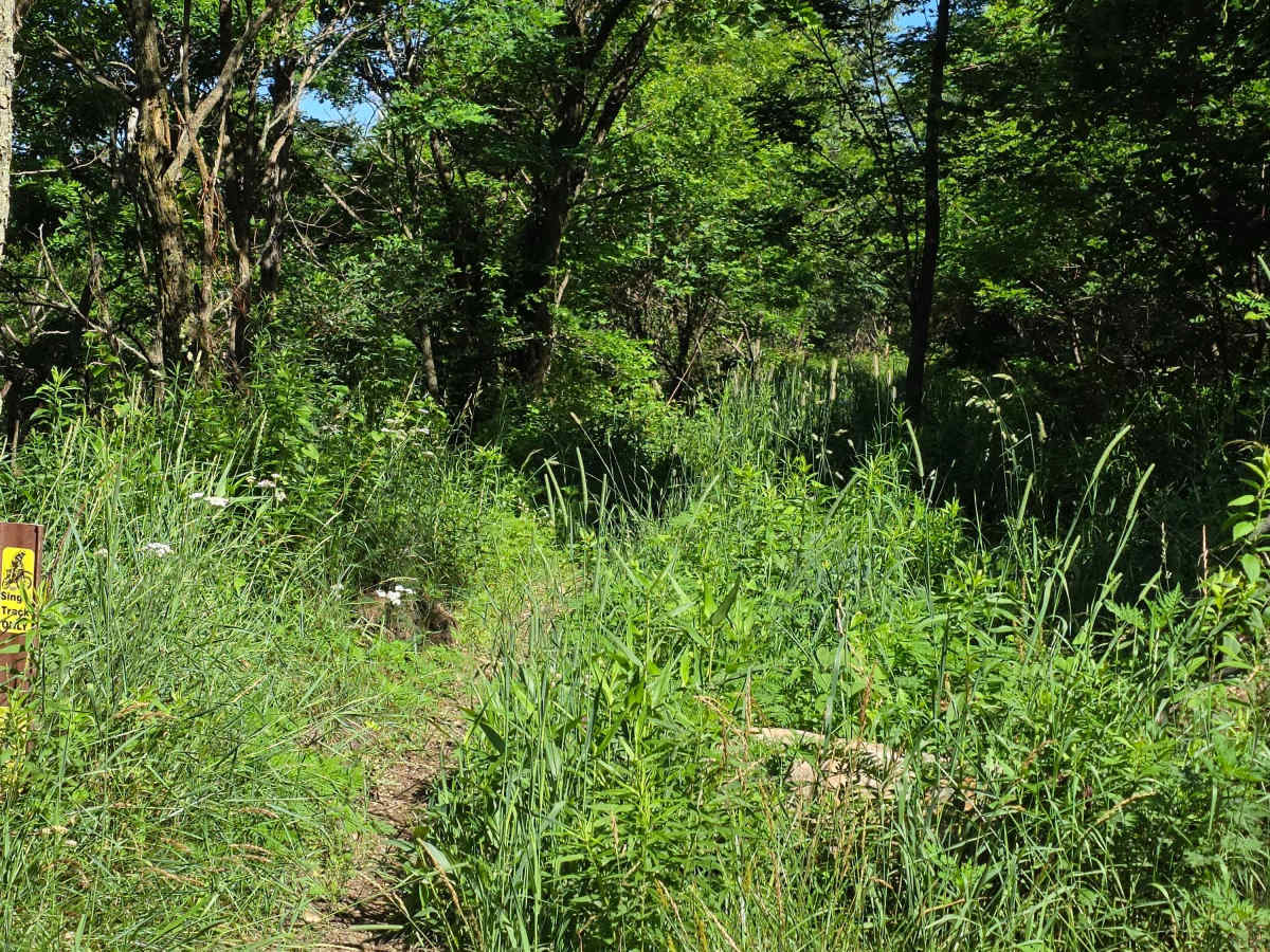 Single Track S photo 2