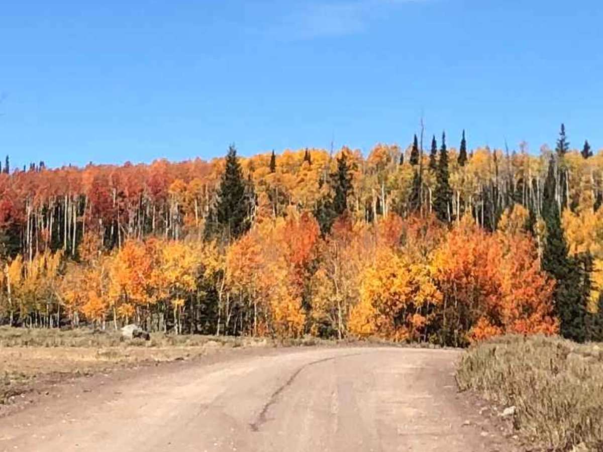 Markagaunt Plateau trail photo