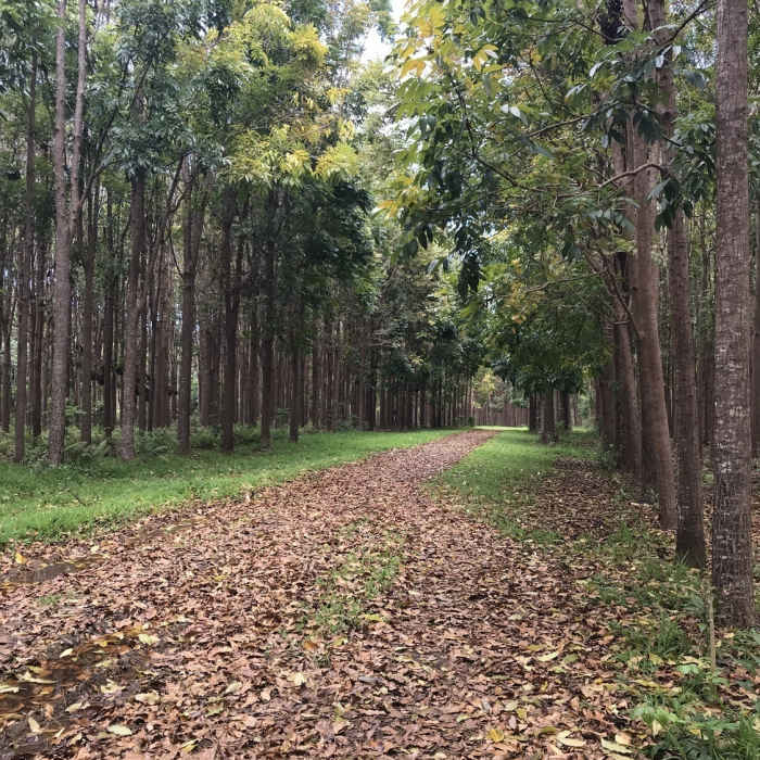 Near Wai Koa Loop Trail