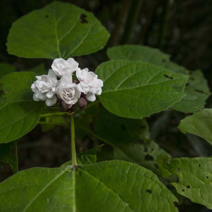 Near Lulumahu Falls Hike