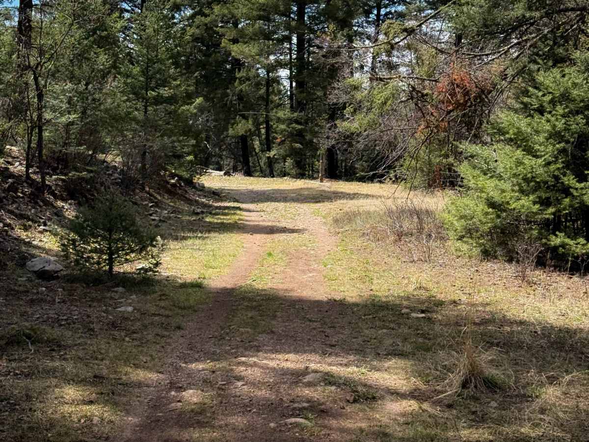 Pines South Trail  photo 3