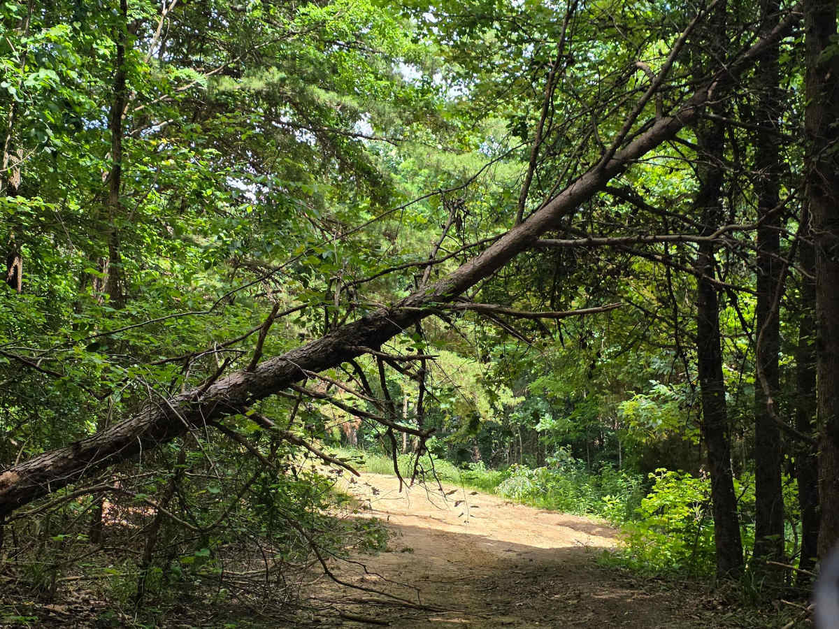 Brocato's Ridge photo 5