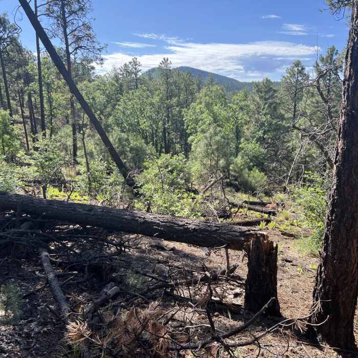 Near Lake Mountain Trail