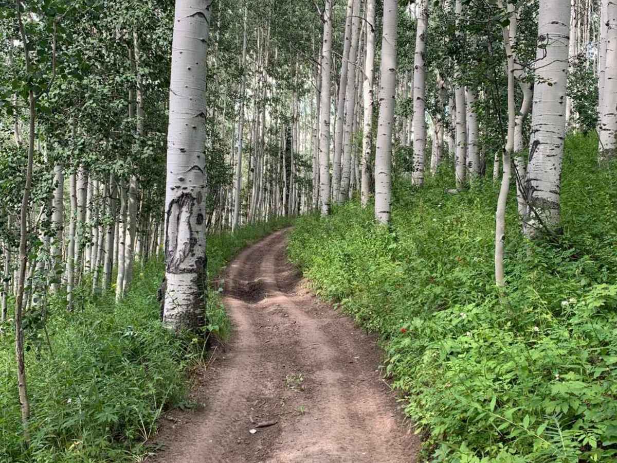 Silver Spruce to High Trail Loop photo 3