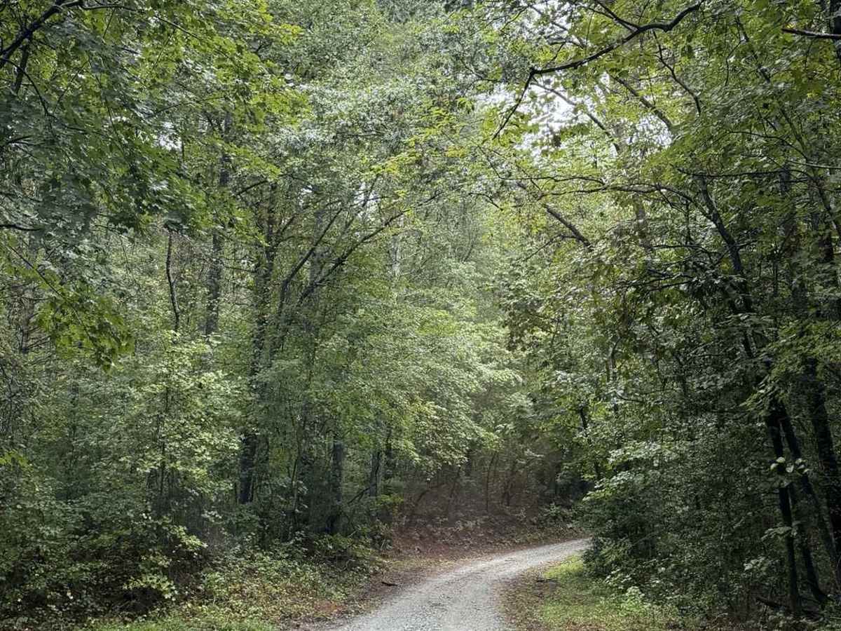 Pearcy Creek - FS 4101 photo 3