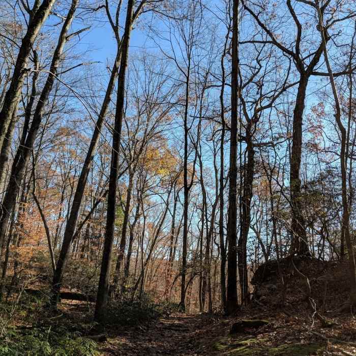 Mainly flat trail, some parts are gravel paved Near Blue Trail
