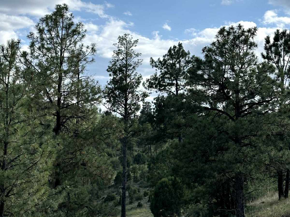Pendleton Can photo 2