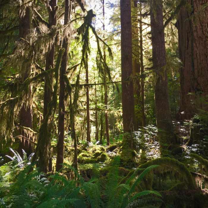 This classic Pacific Northwest forest has plenty of ferns, moss, and lichens, but it's not old growth. I met an old-timer who used to log these forests and now comes back to throw his sleeping bag on a mat and sleep under the stars. Near Wynoochee Lake Shore Trail