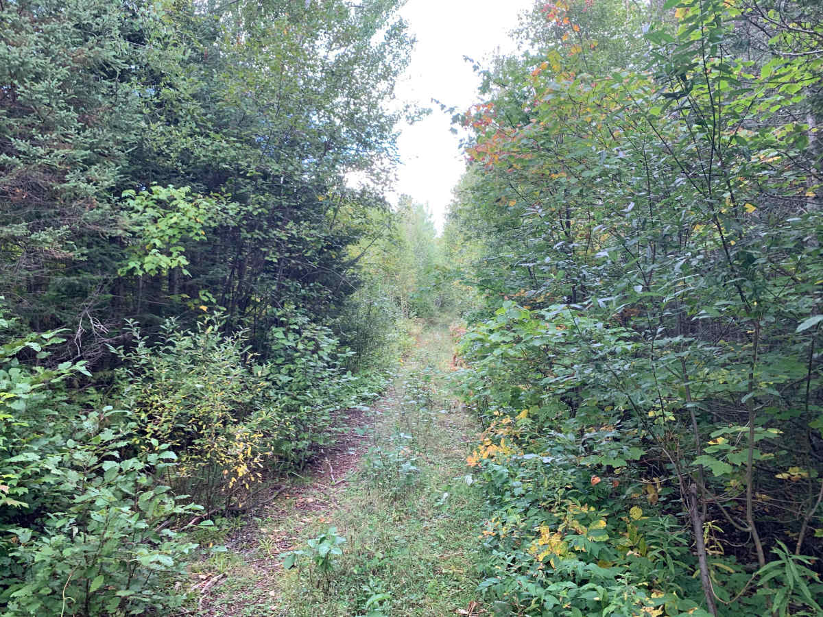 Host Lake Trail - FS 358C photo 4