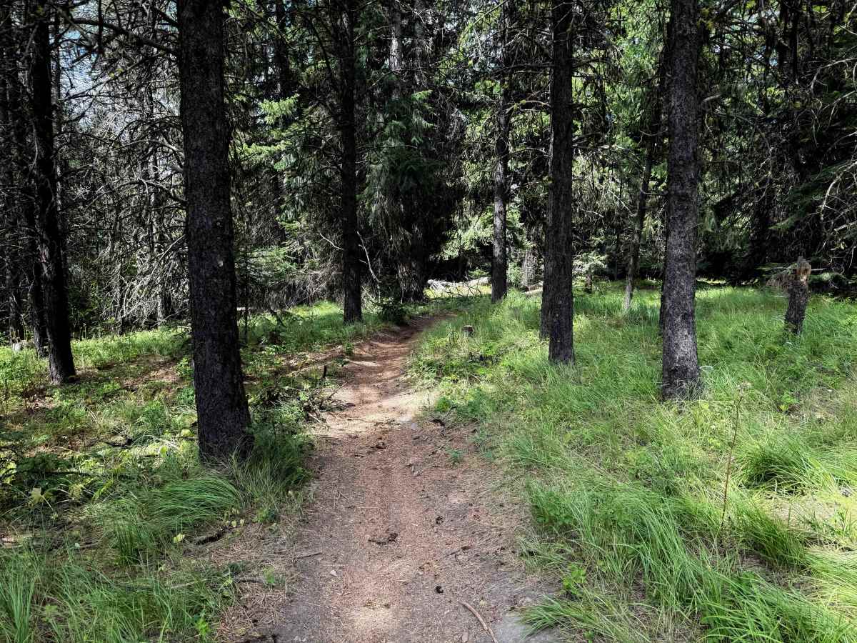 Gooseberry Flat - FS 1227  trail photo