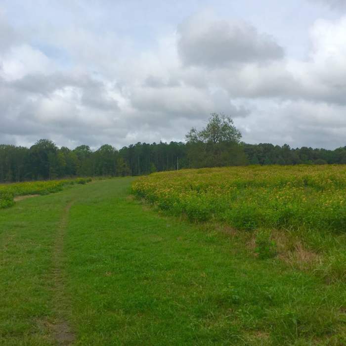 Singletrack on Poor Creek Trail with Taylor Farm/Site of Fort Morton. Near Petersburg Battlefield Trail