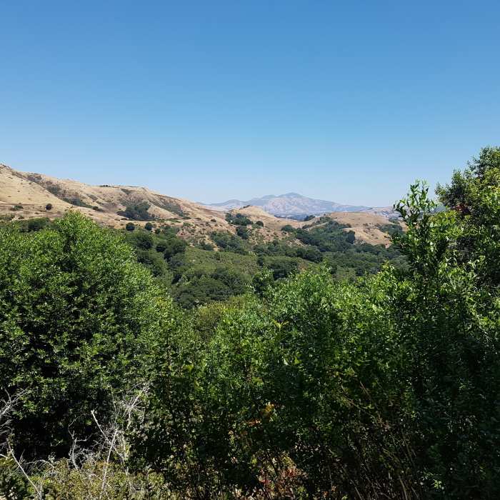 Near Huckleberry Path