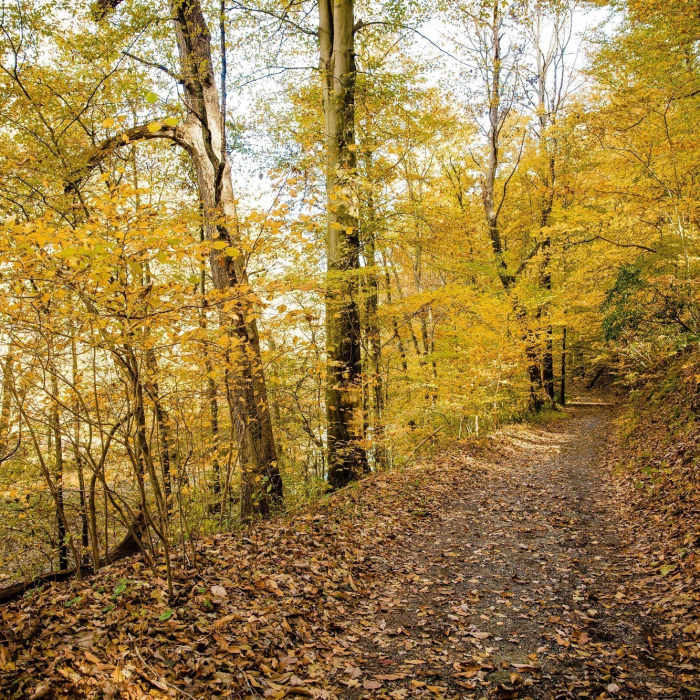 Near Redbud Trail